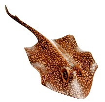Polko Dot Ray
