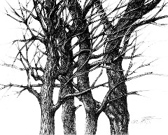 The Forest